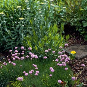 Armeria maritima 'Schöne von Fellbach' displaying numerous vibrant pink, globe-shaped flowers on slender stems above a neat mound of evergreen, grass-like foliage.