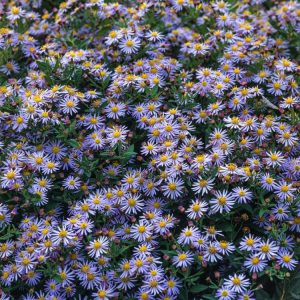 Vibrant Aster ageratoides 'Asran' showcasing its clusters of small, delicate lavender-purple, daisy-like flowers with bright yellow centres, blooming abundantly.