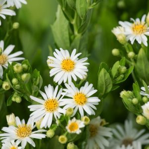 Close-up of Aster ageratoides 'Starshine' showcasing its many small, pure white, daisy-like flowers with bright yellow centres and fresh green foliage.