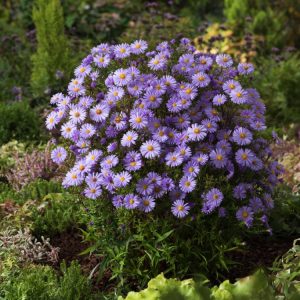 Aster (D) 'Lady in Blue' displays abundant, star-shaped, vivid blue-purple flowers with bright yellow centres, held above compact green foliage.