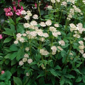 Vibrant Astrantia major pincushion flowers, featuring star-like bracts in shades of white, pink, or red, with green, deeply lobed foliage.
