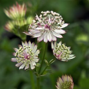 Astrantia major 'Claret' showcasing its deep claret-red, star-like flowers with contrasting dark burgundy bracts and attractive green foliage.