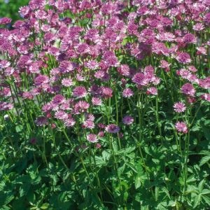 Astrantia major 'Roma' displaying its intricate, pincushion-like pinkish-red flowers with prominent papery bracts, surrounded by deeply lobed green foliage.