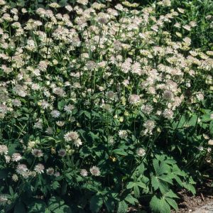 Astrantia major 'Snow Star' showcasing its elegant white, star-shaped flowerheads with delicate green bracts, held on slender stems above lush green foliage.