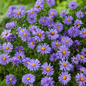 Aster (D) 'Prof. Anton Kippenberg' displays masses of vibrant, semi-double violet-blue flowers with bright yellow centres atop dark green foliage.
