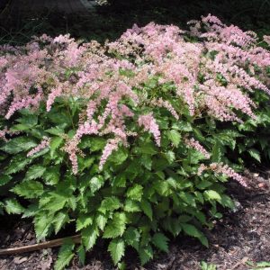Close-up of Astilbe (S) 'Sprite' showcasing its delicate, feathery plumes of soft shell-pink flowers and attractive, deeply cut bronze-green foliage.