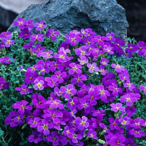 A vibrant carpet of Aubrieta 'Cascade Purple' flowers in full bloom. The small, four-petalled blossoms are a rich violet-purple, densely covering lush green, evergreen foliage.
