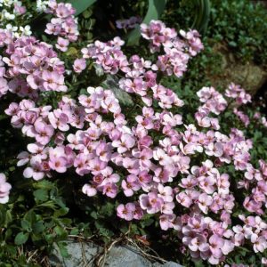 Aubrieta deltoidea 'Alba' features a dense mat of small, grey-green evergreen leaves completely covered in delicate, pure white, four-petalled flowers during spring bloom.