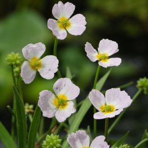 Close-up of Baldellia ranunculoides, showcasing its delicate white-pink, three-petalled flowers with yellow centres, rising above glossy, spear-shaped green leaves in shallow water.