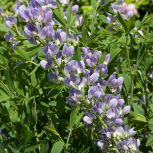 Baptisia 'Starlite' showcasing its elegant spires of bicolour flowers, creamy white with lavender-blue keels, rising above dense grey-green foliage.