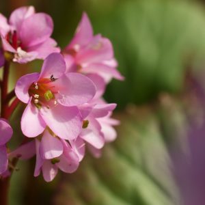 A thriving clump of Bergenia cordifolia showing large, rounded, green leaves and upright stems bearing clusters of pink bell-shaped flowers.