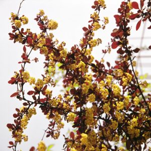 A vibrant Berberis thunbergii 'Atropurpurea' shrub, showcasing its dense, deep burgundy-purple foliage and compact, rounded form.
