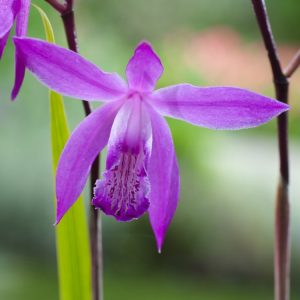 Bletilla striata, the Chinese Ground Orchid, showcases delicate magenta-pink flowers with ruffled lips above fresh green pleated leaves, creating an elegant display.
