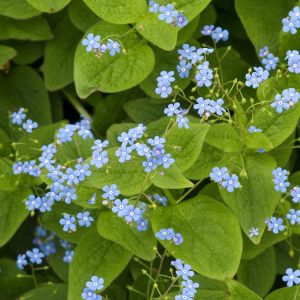 Vibrant blue, delicate, forget-me-not like flowers of Brunnera macrophylla bloom above large, heart-shaped, green basal leaves in spring.