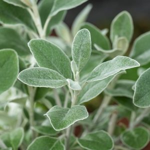 A mature Brachyglottis 'Sunshine' shrub showing its dense, bushy habit, distinctive silvery-grey oval leaves, and a profusion of bright yellow daisy-like flowers clustered at the branch tips.