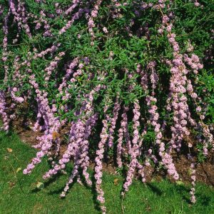 A mature Buddleja alternifolia with long, arching branches heavily laden with dense clusters of fragrant lavender-purple flowers and soft grey-green foliage.