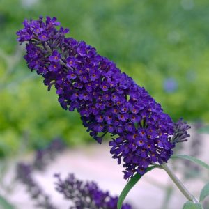 Buddleja davidii 'Black Knight' showcasing its long, dense panicles of velvety deep purple flowers and grey-green foliage.