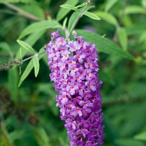 Close-up of Buddleja davidii 'Nanho Purple' showcasing its dense, conical panicles of rich purple flowers with tiny orange centres, surrounded by narrow, grey-green leaves.