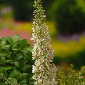 Buddleja davidii 'Nanho White' showing multiple conical spires of pure white flowers amongst slender green-grey foliage, attracting butterflies.