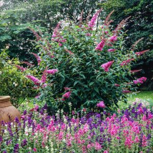 Close-up of Buddleja davidii 'Pink Delight' showing numerous dense, conical panicles of vibrant, true pink flowers with a central orange eye, and soft grey-green foliage.