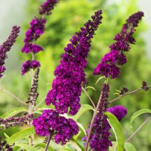 A vibrant Buddleja davidii 'Royal Red' shrub displaying numerous long, conical panicles of rich crimson-red flowers, attracting pollinators. Its grey-green foliage provides a lovely contrast.