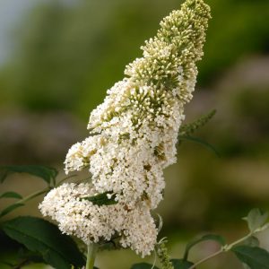 Buddleja davidii 'White Profusion' displays many conical clusters of pure white, delicate flowers, each with a small yellow-orange centre, amidst grey-green leaves.