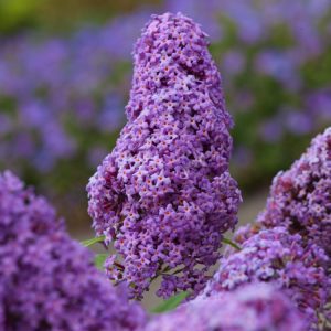 Buddleja Free Petite Blue Heaven showcasing dense panicles of vibrant, deep blue-purple flowers with small orange eyes, set against grey-green foliage.