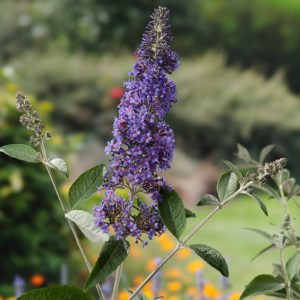 Buddleja 'Lochinch' displaying its elegant, conical panicles of fragrant lavender-blue flowers, each with a bright orange eye, amidst grey-green foliage.