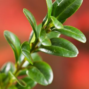 Dense, evergreen Buxus sempervirens shrub with small, glossy, dark green oval leaves and a compact, well-structured form, ideal for formal garden settings.
