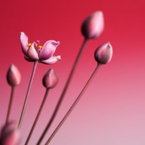 Tall, elegant Butomus umbellatus plants stand upright with slender, triangular, rush-like green foliage, topped by umbrella-shaped clusters of delicate pink flowers with darker reddish veins.