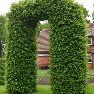 A majestic Carpinus betulus tree, its ovate, serrated green leaves vibrant in summer. It shows a dense, upright habit, characteristic of this adaptable Hornbeam.