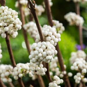 Callicarpa bodinieri Magical Snow Queen shrub showcasing clusters of bright, metallic white berries against fading autumn foliage, providing striking winter garden interest.