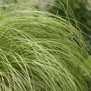 A dense mound of Carex comans 'Frosted Curls' showing its delicate, arching, hair-like leaves with silvery-green blades and distinctive frosted, creamy-white tips.