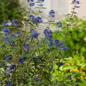 A close-up of Caryopteris clandonensis 'Heavenly Blue' showcasing its clusters of vibrant, deep blue flowers against aromatic grey-green foliage.