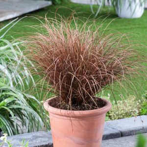 A close-up of Carex comans Milk Chocolate showcasing its graceful arching, fine, hair-like foliage in a rich, warm chocolate-brown colour.