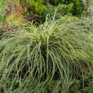 Carex 'Feather Falls' showcasing its elegant, arching evergreen foliage with vibrant green centres and striking creamy-white margins, forming a graceful clump.