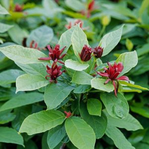 Calycanthus floridus, also known as Carolina Allspice, showcasing its unique reddish-brown, fragrant flowers and lush green foliage.