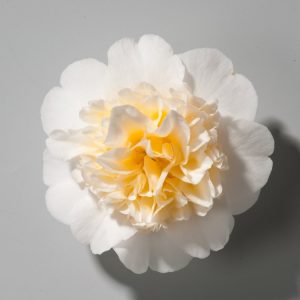 Camellia japonica 'Brushfield's Yellow' displays exquisite, large creamy-white flowers with a striking dense centre of ruffled yellow petaloids, set against lush dark green evergreen foliage.
