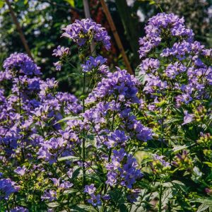 A vigorous Campanula lactiflora plant displaying numerous open, bell-shaped flowers in soft lavender-blue shades amidst lush green foliage.