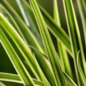 A close-up of Carex morrowii 'Goldband', showing its arching, strap-like evergreen leaves with distinctive bright golden-yellow margins and deep green centres.