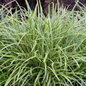 Carex morrowii 'Ice Dance' features narrow, arching evergreen leaves with vibrant dark green centres and striking creamy-white margins, forming an elegant clump.