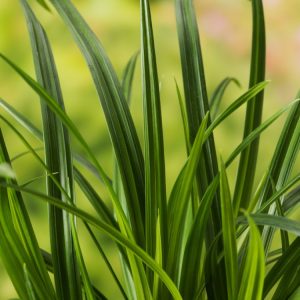 Carex morrowii 'Irish Green' features vibrant, arching, glossy evergreen foliage forming a dense, neat clump of rich green, grass-like leaves.