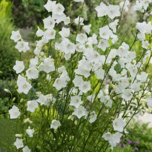 Elegant Campanula persicifolia 'Alba' showcasing multiple erect stems adorned with pure white, bell-shaped flowers and slender green foliage in bloom.
