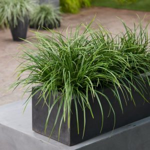 Carex morrowii 'Variegata' displaying its striking evergreen foliage with creamy-white margins and deep green centres, forming an elegant, arching clump.