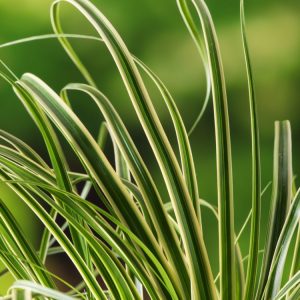 Carex oshimensis Evercolor Evercream showcasing its graceful arching foliage. The narrow leaves are dark green with distinct, bright creamy-yellow margins.
