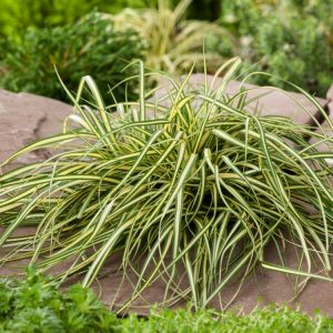 A vibrant clump of Carex oshimensis 'Evergold' showcasing its striking arching green leaves with distinct golden-yellow margins, forming a neat, mounding evergreen sedge.