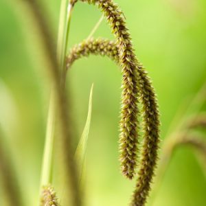 A mature Carex pendula plant showcasing its lush, arching, deep green strap-like leaves and distinctive long, drooping, green-brown flower spikes.
