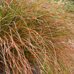A vibrant, compact clump of Carex 'Phoenix Green' sedge, showcasing its graceful, arching lime-green evergreen foliage with fine, grass-like blades.