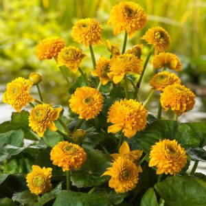 A vibrant Caltha palustris 'Plena' displays its rich, golden-yellow double, pom-pom-like flowers amidst glossy, deep green, kidney-shaped leaves in early spring.