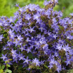 A vibrant mat of Campanula poscharskyana 'Stella' covered in countless star-shaped, violet-blue flowers with small, heart-shaped green leaves.
